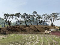 천 년의 과거가 현재로... 섬진강 상류, 문전옥답의 좌청룡 마을 숲