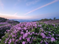 황매산 철쭉 활짝 ... 일출과 함께 산상화원 연출