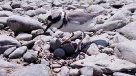 숱한 경제개발 논리보다 새 알 부화가 더 값진 이유