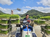 [거창] 올해 첫 벼 모내기, 다른 농가보다 열흘 빨라