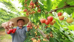 [함양] 체리, 올해 첫 수확합니다