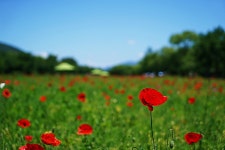 [사진] 사소한 행복... 아름다운 북한강 자전거길