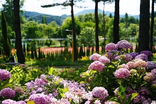 [사진] 오래 쉬고 싶은 곳... 가평 자라섬 꽃 페스타