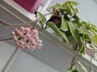 4년 만에 호야꽃이 피었는데... 숙연해졌다