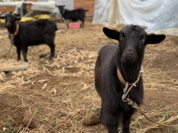 개, 흑염소 그리고 몸보신