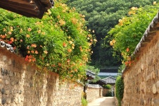 담벼락에 흐드러지게... 남평문씨세거지에 핀 능소화