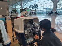 동물도 사람 보고 자리 뻗어요... 특별했던 두 유기견들