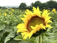 어디로 눈 돌려도 온통 해바라기 꽃밭, 놀러오세요