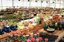 어느 탈북민의 고백 다육이와 사랑에 빠졌어요