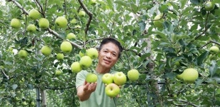 [함양] 여름 제철 사과 수확해요