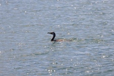제주 오조리 마을이 연안 습지를 지키는 법