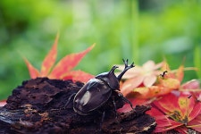 [사진] 은평구 봉산에서 발견된 장수풍뎅이