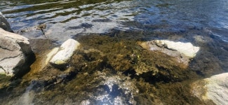 국 끓이던 물인데 색이 왜... 이끼 가득 원당천