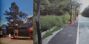 솔방울이 많은 소나무는 이런 징조