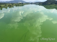 [사진] 낙동강 녹조, 강 전체로 더 짙어져