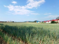 짜장면과 이 조합, 계속 생각나겠네요