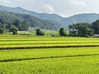 풍성한 논자락엔 우리의 슬픔과 고민이 있었다