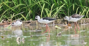 가을의 선물 장다리물떼새, 주남저수지 찾아와