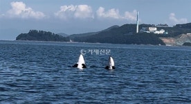 거제 고현항 앞바다 범고래 3마리 출현… 추석 연휴 깜짝 등장