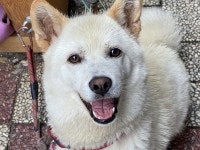 50년 진돗개 길러온 우리 집... 이젠 정말 가족입니다