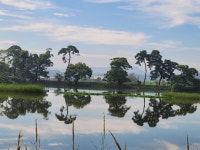 개화 늦어지고 소나무 쓰러지고... 아쉽습니다