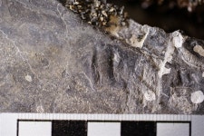 조류 비행의 기원, 경남 진주 공룡화석 흔적서 세계 첫 규명