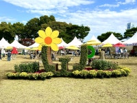 국화 230만 송이 구경 오세요~