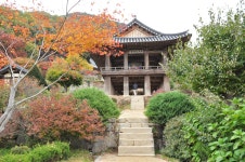 온몸이 노랗게 물들겠네... 영주 부석사 가는 길