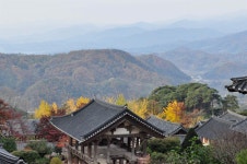 온몸이 노랗게 물들겠네... 영주 부석사 가는 길