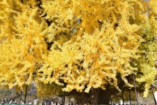 800년 은행나무만 보고 가믄 천년 느티나무가 섭섭해헌다