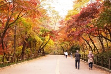 [사진] 서울 남산의 단풍, 감동입니다