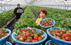 [함양] 겨울 딸기 설향 첫 수확