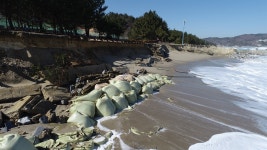 돈 들여 해안가 소나무 심었건만, 제 역할 못하네