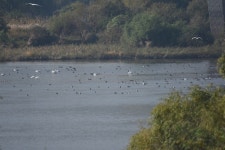 새들의 나라 금호강에 삽질... 이 최소한을 지키십시오