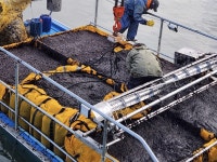 [홍성] 올해 첫 김 수확, 가공·수출까지... 김 신규 양식장 90ha 증가