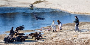 200마리 찾아온 낙동강 독수리식당 자연과 인간 공존 실천