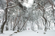 거창 동호숲, 산림청 국가산림문화자산 지정