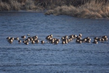 팔현습지 생명들과 만남... 감사하고 또 감사해야