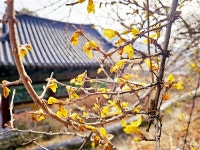 [의령] 입춘, 봄 시작 알린 복수초-개나리 활짝