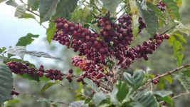 젖 떼면서부터 커피 마신다는 이곳 사람들이 가장 두려워 하는 일