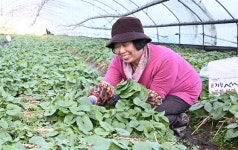 [거창] 우수 강추위 속  곰취 수확