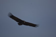 경북 고령  마지막 독수리식당... 독수리들아, 내년에 다시 만나자