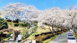 진주시립연암도서관은 지금 벚꽃 멀미가 날 지경입니다