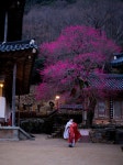화엄사 홍매화를 8명 헌법재판관에 보냅니다, 왜냐면