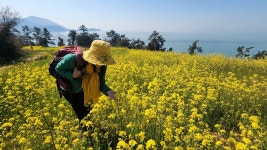 노란 유채꽃과 빨간 피아노가 있는 섬, 하화도