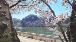 [사진]  화마 지나간 안동, 그럼에도 꽃은 피었다