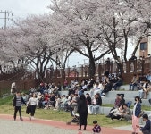 [영상] 우여곡절 많았던 해미벚꽃축제, 폐막