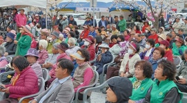 만개한 남덕유산 벚꽃, 온 주민 함께한 서상면어울림대축제