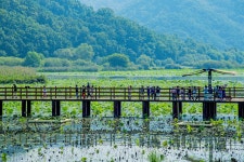 금개구리 목소리 들리는 합천 정양늪, 생태학습장 인기