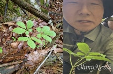 지리산서 올해 첫 천종산삼 30뿌리 발견... 감정가는?
